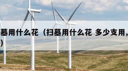 扫墓用什么花（扫墓用什么花 多少支用,价格）