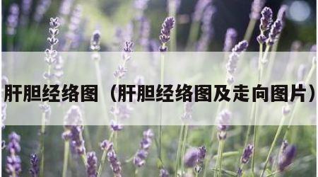 肝胆经络图（肝胆经络图及走向图片）
