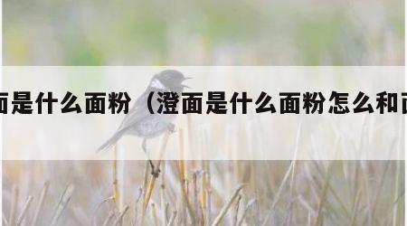 澄面是什么面粉（澄面是什么面粉怎么和面视频）