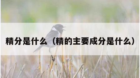 精分是什么（精的主要成分是什么）