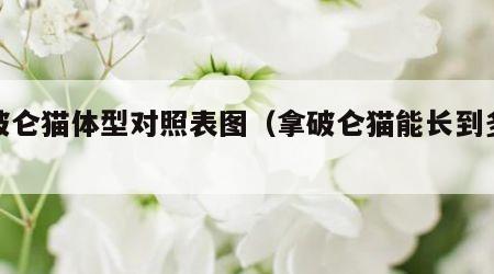 拿破仑猫体型对照表图（拿破仑猫能长到多少斤）