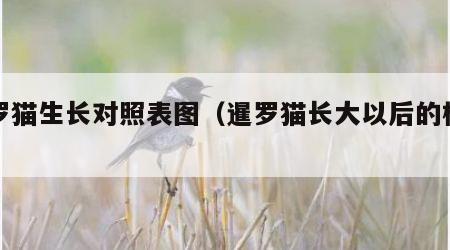 暹罗猫生长对照表图（暹罗猫长大以后的样子）