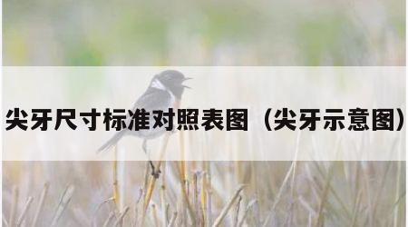 尖牙尺寸标准对照表图（尖牙示意图）