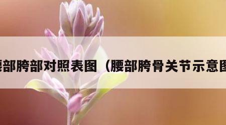 腰部胯部对照表图（腰部胯骨关节示意图）