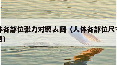 人体各部位张力对照表图（人体各部位尺寸比例图）