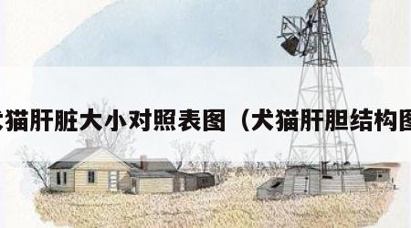 犬猫肝脏大小对照表图（犬猫肝胆结构图）