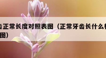 牙齿正常长度对照表图（正常牙齿长什么样子?带图）