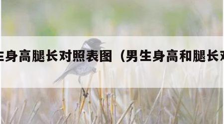 男生身高腿长对照表图（男生身高和腿长对应表）