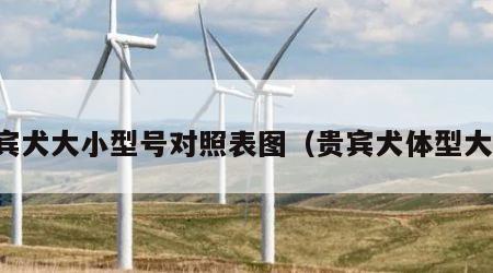 贵宾犬大小型号对照表图（贵宾犬体型大小）