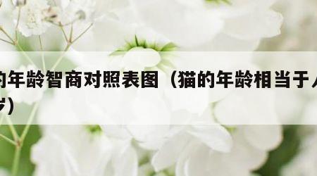 猫的年龄智商对照表图（猫的年龄相当于人多少岁）