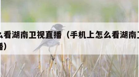 怎么看湖南卫视直播（手机上怎么看湖南卫视直播）