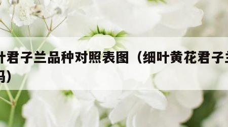 细叶君子兰品种对照表图（细叶黄花君子兰名贵吗）
