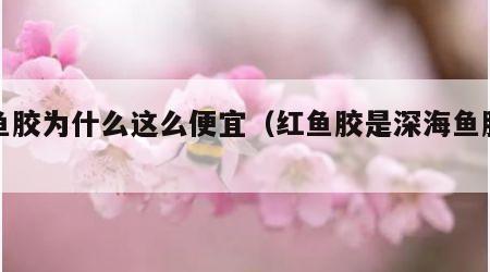 红鱼胶为什么这么便宜（红鱼胶是深海鱼胶吗）