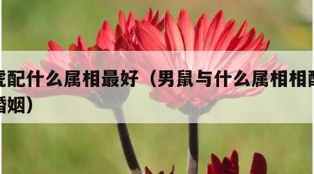 男虎配什么属相最好（男鼠与什么属相相配最好婚姻）