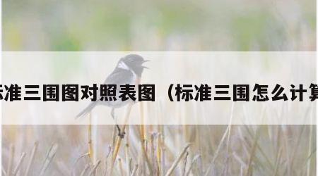 标准三围图对照表图（标准三围怎么计算）