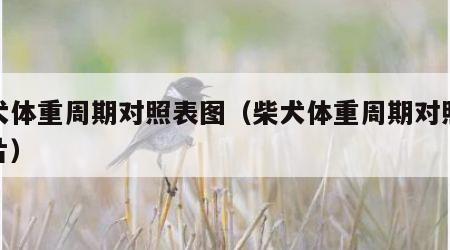 柴犬体重周期对照表图（柴犬体重周期对照表图片）