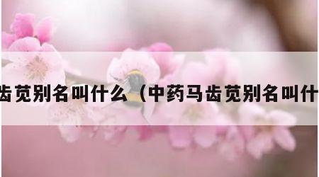 马齿苋别名叫什么（中药马齿苋别名叫什么）
