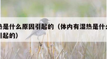 湿热是什么原因引起的（体内有湿热是什么原因引起的）