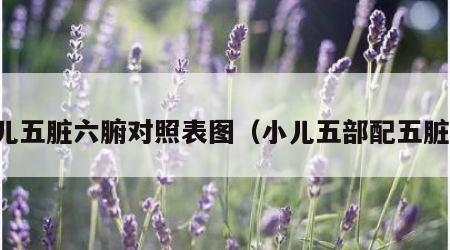 小儿五脏六腑对照表图（小儿五部配五脏图）