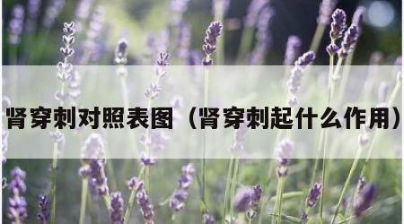 肾穿刺对照表图（肾穿刺起什么作用）