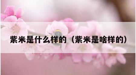 紫米是什么样的（紫米是啥样的）