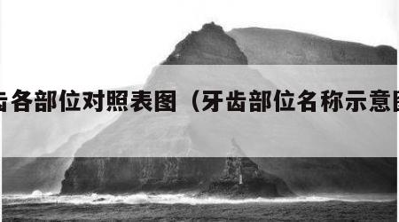 牙齿各部位对照表图（牙齿部位名称示意图数字）