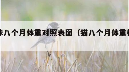 猫咪八个月体重对照表图（猫八个月体重标准）