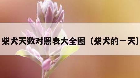 柴犬天数对照表大全图（柴犬的一天）