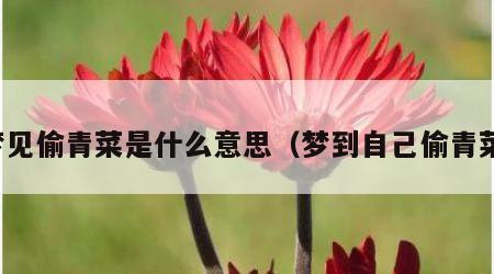 梦见偷青菜是什么意思（梦到自己偷青菜）
