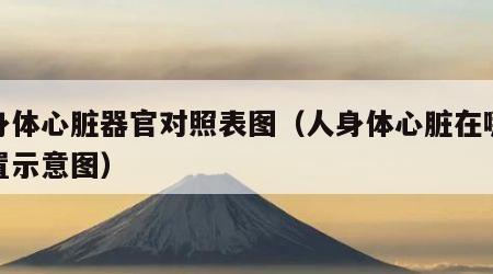 人身体心脏器官对照表图（人身体心脏在哪个位置示意图）