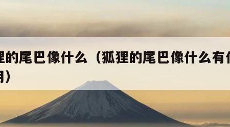 狐狸的尾巴像什么（狐狸的尾巴像什么有什么作用）
