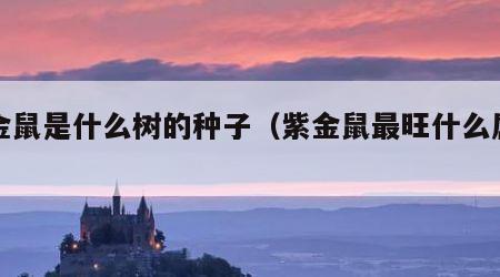 紫金鼠是什么树的种子（紫金鼠最旺什么属相）