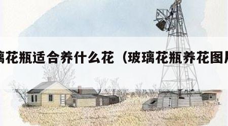 玻璃花瓶适合养什么花（玻璃花瓶养花图片大全）