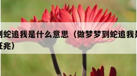 梦到蛇追我是什么意思（做梦梦到蛇追我是什么征兆）