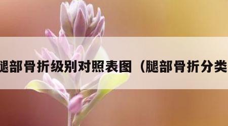 腿部骨折级别对照表图（腿部骨折分类）