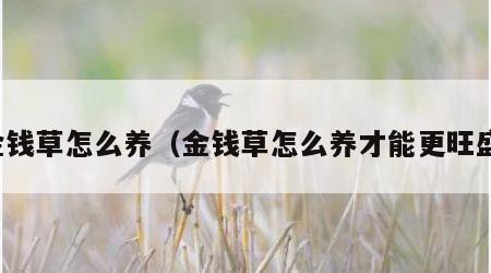 金钱草怎么养（金钱草怎么养才能更旺盛）
