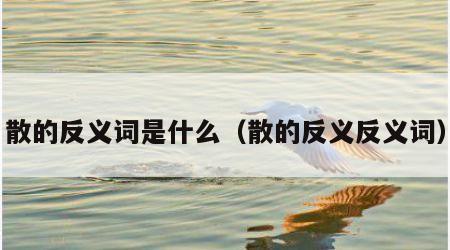 散的反义词是什么（散的反义反义词）