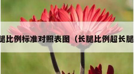 长腿比例标准对照表图（长腿比例超长腿型）