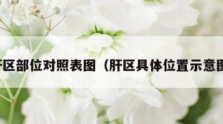 肝区部位对照表图（肝区具体位置示意图）