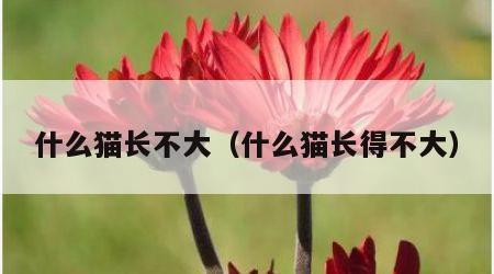 什么猫长不大（什么猫长得不大）