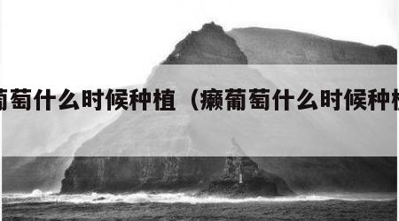 癞葡萄什么时候种植（癞葡萄什么时候种植合适）