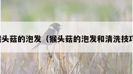 猴头菇的泡发（猴头菇的泡发和清洗技巧）