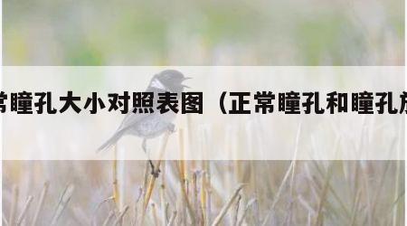 正常瞳孔大小对照表图（正常瞳孔和瞳孔放大图）