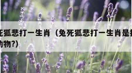 兔死狐悲打一生肖（兔死狐悲打一生肖是指什么动物?）
