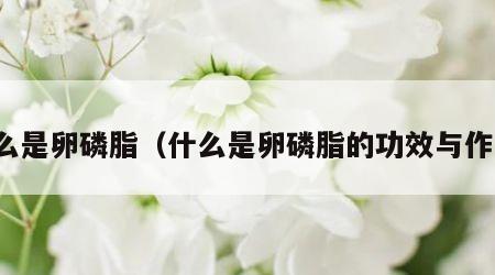 什么是卵磷脂（什么是卵磷脂的功效与作用）