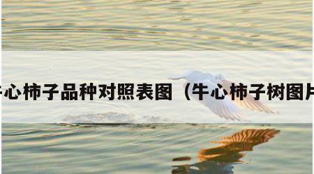 牛心柿子品种对照表图（牛心柿子树图片）