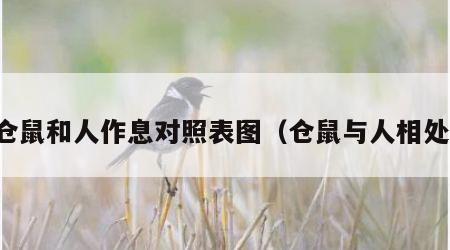 仓鼠和人作息对照表图（仓鼠与人相处）