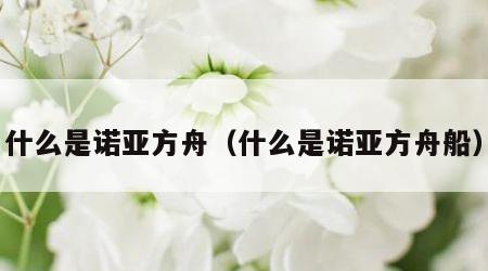 什么是诺亚方舟（什么是诺亚方舟船）