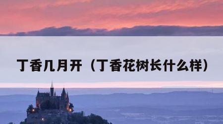 丁香几月开（丁香花树长什么样）