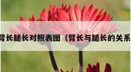 臂长腿长对照表图（臂长与腿长的关系）